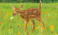 カレンダー画像 11