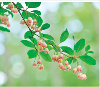 カレンダー画像 10