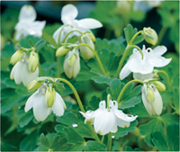 カレンダー画像 11