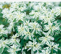 カレンダー画像 12