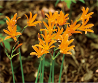 カレンダー画像 13