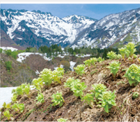 カレンダー画像 14