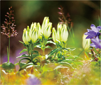 カレンダー画像 3