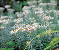 カレンダー画像 4