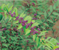 カレンダー画像 5