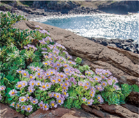 カレンダー画像 6