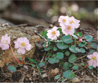 カレンダー画像 7