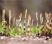 カレンダー画像 8