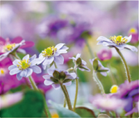 カレンダー画像 9