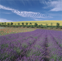 カレンダー画像 4