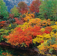 カレンダー画像 5