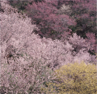 カレンダー画像 7